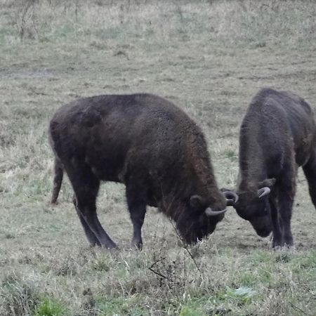 Agroturystyka Zywe 克鲁克兰基 外观 照片