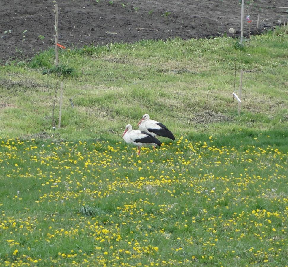 Agroturystyka Zywe 克鲁克兰基 外观 照片