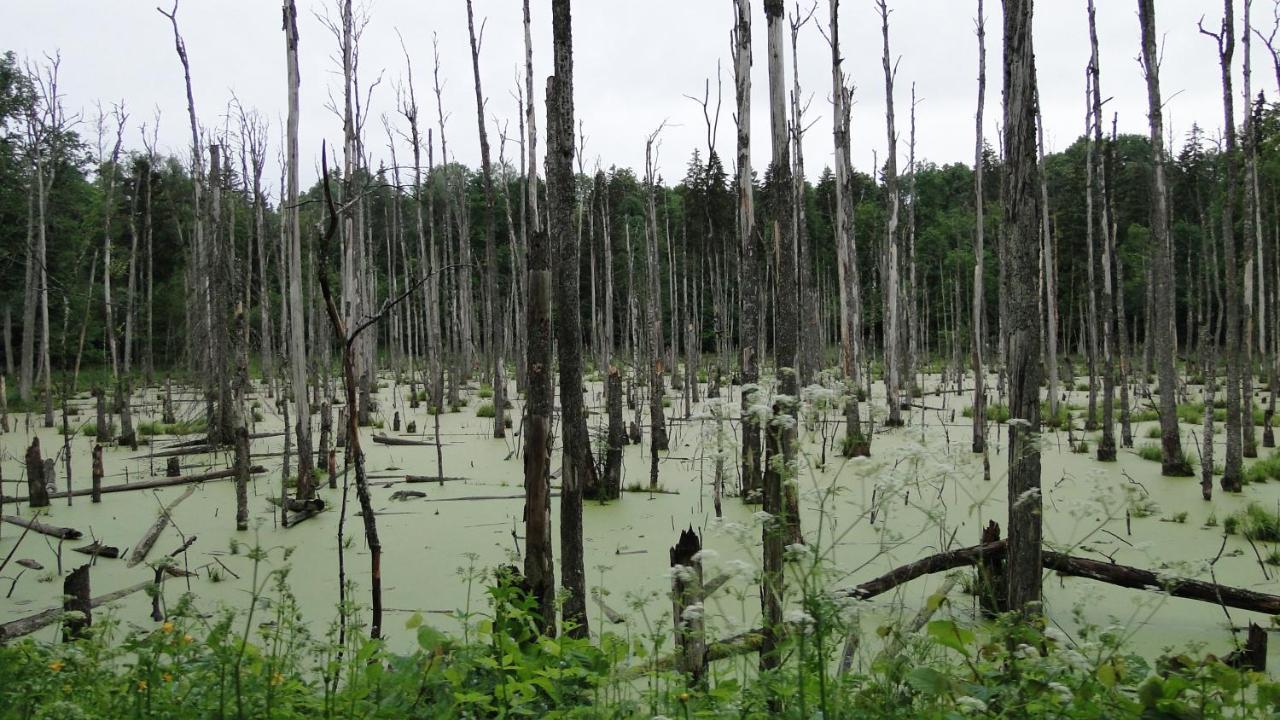 Agroturystyka Zywe 克鲁克兰基 外观 照片