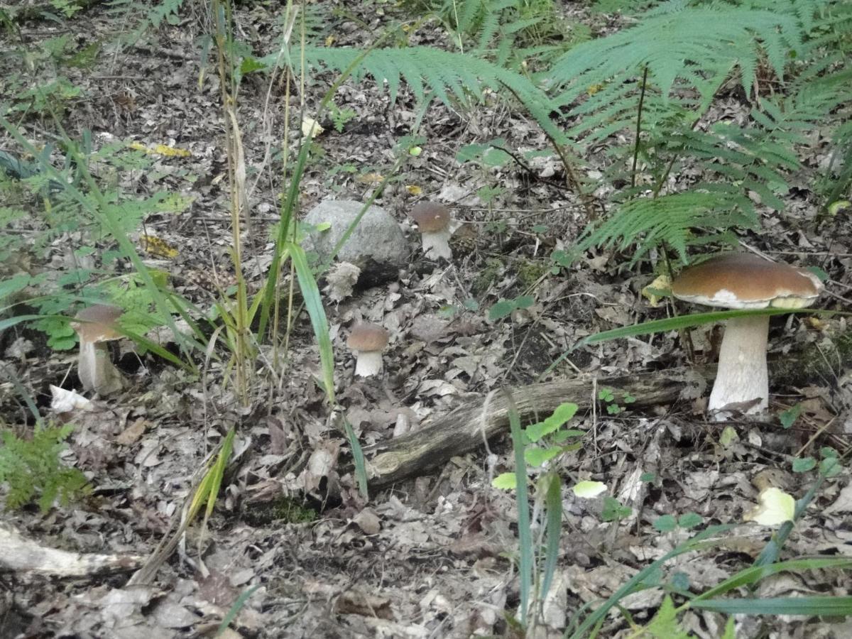Agroturystyka Zywe 克鲁克兰基 外观 照片